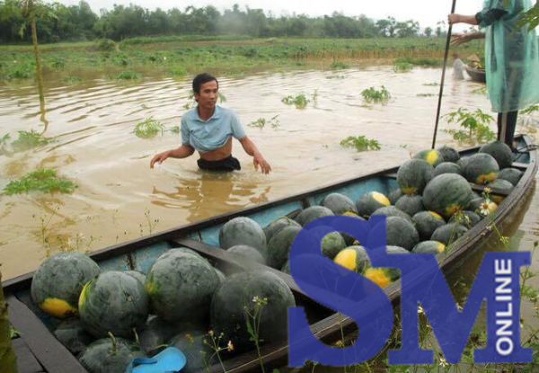 Người chơi xe Minsk Đà Nẵng ra sức “cứu dưa hấu” cùng nông dân Quảng Nam